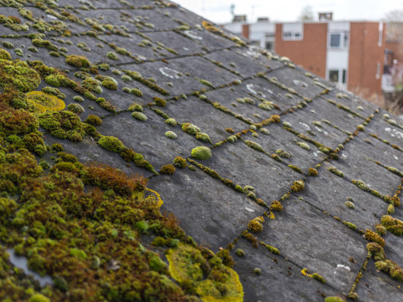 Moss & Leaf Removal